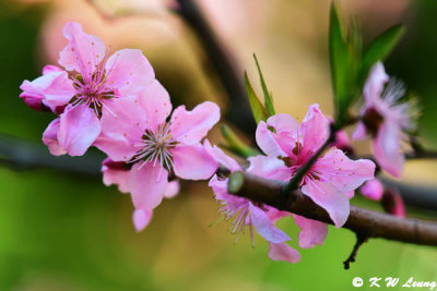 Cherry Blossom DSC_2124