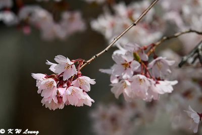 Cherry blossoms DSC_3460