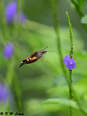 Macroglossum insipida DSC_3914