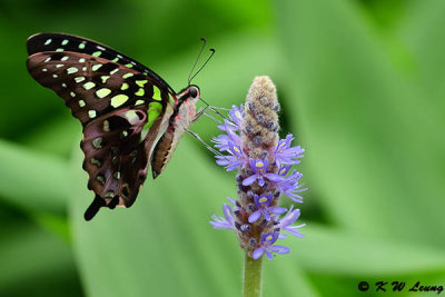 Graphium agamemnon DSC_4018