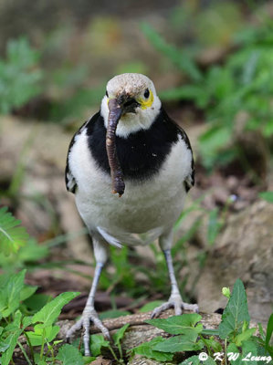 Black-collared starling DSC_4142