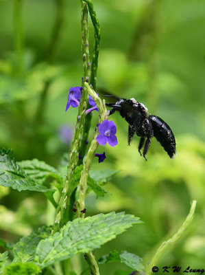 Xylocopa tenuiscapa DSC_4115