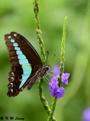 Graphium sarpedon DSC_3920