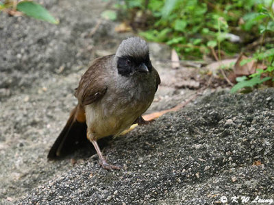 Masked Laughingthrush DSC_5025