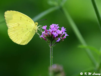 Eurema hecabe (寬邊黃粉蝶)