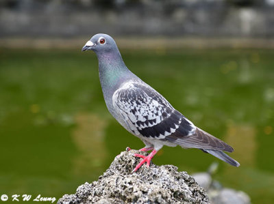 Rock Pigeon DSC_5653