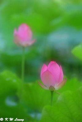 Lotus DSC_6516 