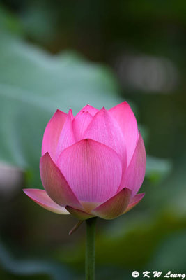 Lotus DSC_6500