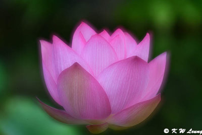 Lotus DSC_6532