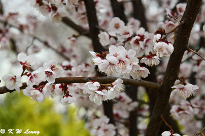 Cherry blossoms DSC_3267