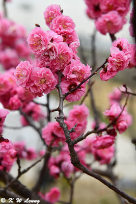 Cherry blossoms DSC_3270