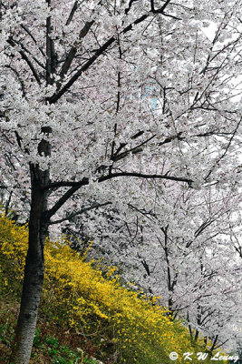 Cherry blossoms DSC_3361
