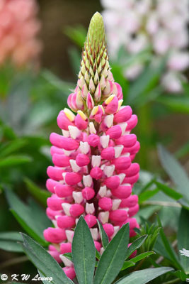 Lupins DSC_3336