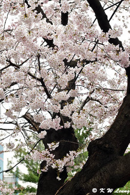 Cherry blossoms DSC_3235