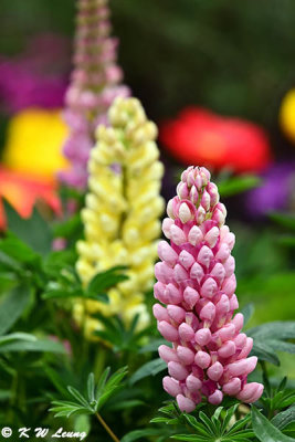 Lupins DSC_3338