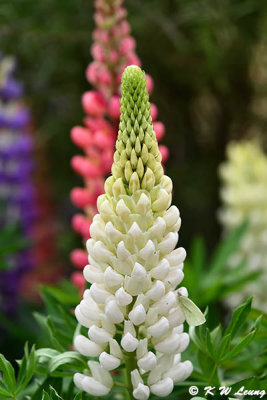 Lupins DSC_3337