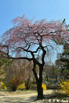 Cherry blossoms DSC_3402