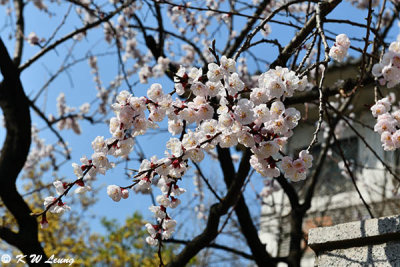 Gyeongbokgung DSC_2663