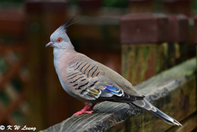 Crested Pigeon DSC_8158