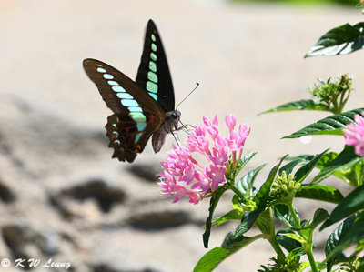 Graphium sarpedon DSC_8567