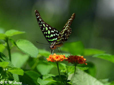 Graphium agamemnon DSC_8488