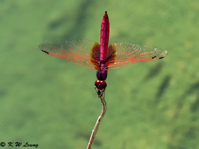 Trithemis aurora DSC_8282