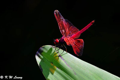 Trithemis aurora DSC_8270