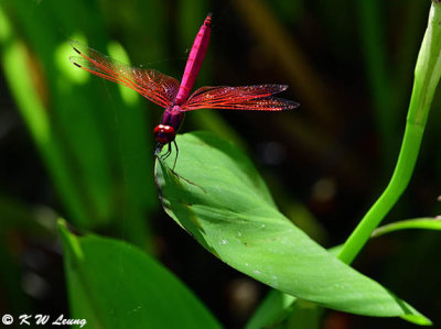 Trithemis aurora DSC_8262