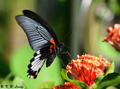 Papilio memnon DSC_8901