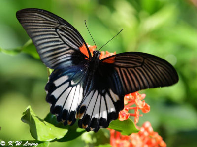 Papilio memnon DSC_8945