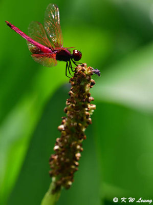 Trithemis aurora DSC_9205