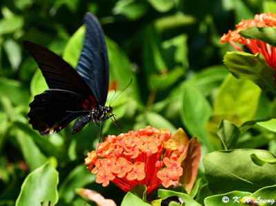 Papilio memnon DSC_9223