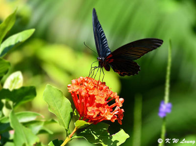 Papilio memnon DSC_9238