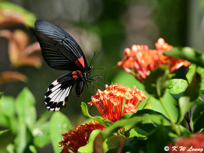 Papilio memnon DSC_8869