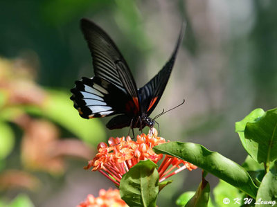 Papilio memnon DSC_8693