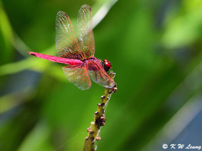 Trithemis aurora DSC_8242