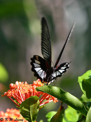 Papilio memnon DSC_8700