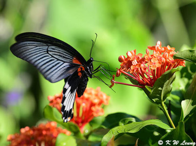 Papilio memnon DSC_8987