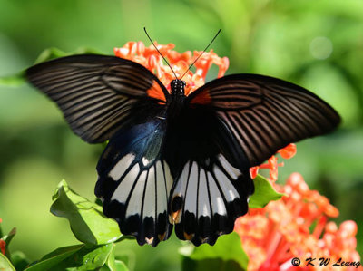 Papilio memnon DSC_8944