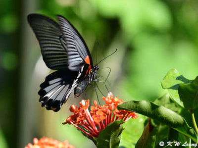 Papilio memnon DSC_8891