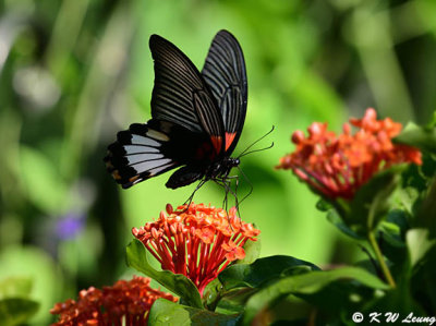 Papilio memnon DSC_8978