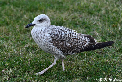 Juvenile yellow-legged gull DSC_9702