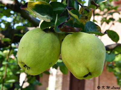 Pears DSC_0440