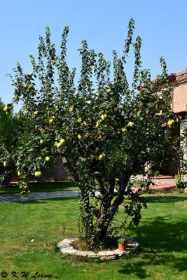  A pear tree in the courtyard DSC_0438