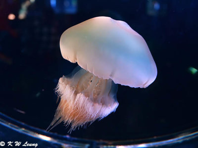 Jellyfish DSC_1302
