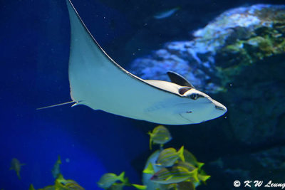 Devil ray DSC_1313