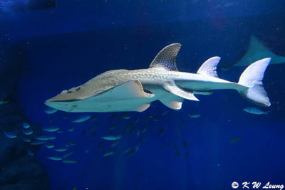 Shark DSC_1321