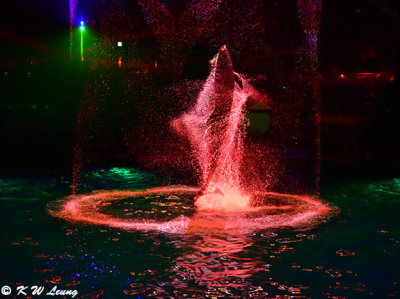Dolphin show DSC_1475
