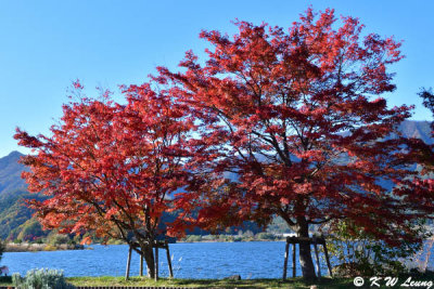Maple trees on the lakeside DSC_2069