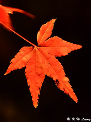 Maple leaf DSC_2393